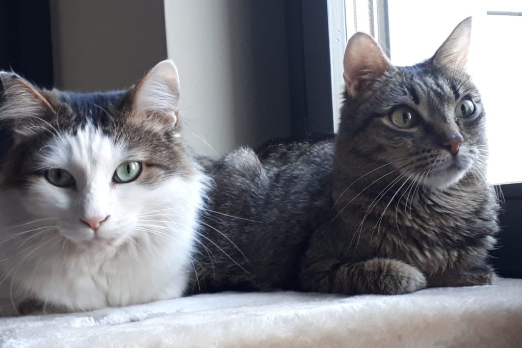 Due gatti, uno con il muso bianco e la schiena tigrata e l'altro tutto tigrato, guardano l'osservatore.